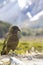 Kea bird in new zealand wilderness