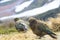 Kea bird parrot in new zealand natural wild