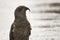 Kea mountain parrot, a mountain bird native to New Zealand (NZ, NZL)