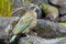 Kea mountain parrot native to New Zealand