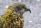 Kea, Nestor notabilis, New Zealand