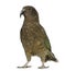 Kea, Nestor notabilis, a parrot