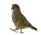 Kea, Nestor notabilis, a parrot