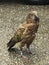 Kea New Zealand eagle