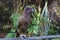 Kea New Zealand Mountain Parrot