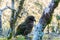 Kea, New Zealand`s rare parrot