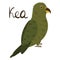 Kea parrot in cartoon style on white background. Nestor notabilis.