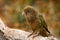 Kea parrot, Nestor notabilis, green bird in the nature habitat, mountain in the New Zealand. Kea sititng on the tree trunk,