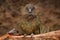 Kea parrot, Nestor notabilis, green bird in the nature habitat, mountain in the New Zealand. Kea sititng on the tree trunk,