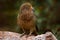 Kea parrot, Nestor notabilis, green bird in the nature habitat, mountain in the New Zealand. Kea sititng on the tree trunk,