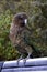 Kea parrot portrait