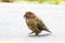 Kea Parrot walking on Road, New Zealand