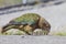 Kea portrait, alpine parrot, South Island, New Zealand