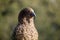 Kea`s Alpine Parrots in New Zealand