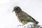 Kea, world\'s only alpine parrot