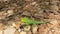Kearala green Chameleon near the forest
