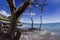 Keave Tree with Blue Ocean, Cloud, Blue Sky and Mountain in Olowalu Beach, Maui, Hawaii - USA