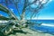 Keave Tree with Blue Sky, Ocean and Sand in Olowalu, Maui, Hawaii.