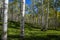 Kebler Pass Aspens