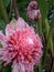 Kecombrang is the showy pink flowers are used in decorative arrangements