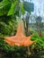 Kecubung hutan, Brugmansia Arborea flower or Angel& x27;s Trumpet Flower is an evergreen shrub or small tree.