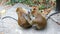 KEDAH, LANGKAWI, MALAYSIA - APR 10th, 2015: Couple of monkeys in the wild. This long-tailed brown macaque, is a