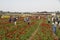 KEDMA, ISRAEL - APRIL 7, 2017: People picking flowers in a buttercups field