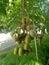 kedondong fruit thrives in the yard