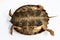 A `Keel-Backed Terrapin` small turtle. Studio shot isolated on white background,`Pyxideamouhotii  Gray,1862.