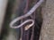 Keel-bellied whip snake, Dryophiops rubescens, serpent on tree