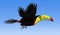 Keel Biled Toucan Flying