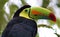 Keel billed colorful beautiful toucan in Costa Rica gorgeous tucan tucano