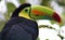 Keel billed colorful beautiful toucan in Costa Rica gorgeous tucan tucano