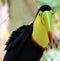 Keel billed colorful beautiful toucan in Costa Rica gorgeous tucan tucano