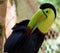 Keel billed colorful beautiful toucan in Costa Rica gorgeous tucan tucano