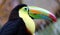 Keel billed colorful beautiful toucan in Costa Rica gorgeous tucan tucano