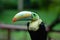 Keel billed colorful toucan in Costa Rica