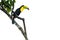 Keel Billed Toucan