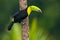 Keel Billed Toucan