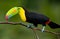 Keel Billed Toucan.