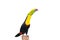 Keel Billed Toucan