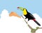 Keel billed toucan