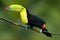 Keel Billed Toucan.