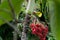 Keel billed toucan