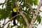 Keel billed toucan