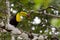 Keel billed toucan