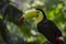 Keel-Billed Toucan