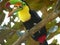 Keel-billed Toucan