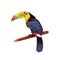 Keel billed toucan bird, vector icon or clipart.