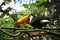 Keel-billed Toucan in Brazil forrest